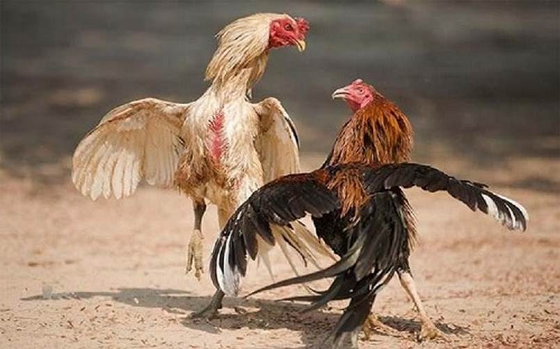 Mẹo quan trọng dành cho người mới bắt đầu khi tải ứng dụng Fabet - Fabet