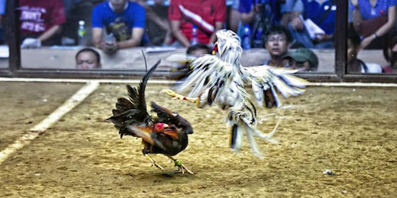 Đánh giá thư viện trò chơi trực tuyến được xếp hạng Gnbet - Gnbet